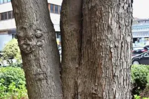 Un'immagine che ritrae un tronco d'acero zuccheroso, un veicolo che lo trasporta e un'auto che circonda l'albero il trasporto di una pianta da un luogo ad un altro, unendo natura e tecnologia