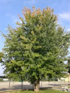 Immagine di un grande acero zuccheroso, con le sue foglie verdi e il tronco possente Unimponente albero che mostra la bellezza della natura e la rigogliosa vegetazione della nostra terra