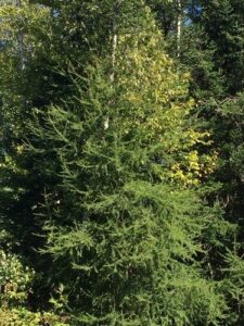 Questa fotografia ritrae un larice americano, una conifera che è una delle più grandi piante ad albero della famiglia del larice La vegetazione che circonda lalbero crea una visione paesaggistica mozzafiato, perfetta per una passeggiata allaria aperta