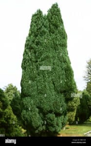 Una scena dinverno con una bellissima pianta di cedro rosso, un abete, un ippocastano e un pino conifero uno spettacolo di alberi che portano armonia e tranquillità