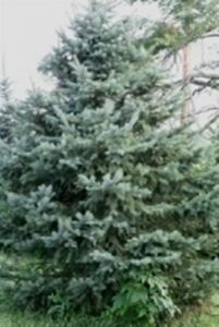 Questa immagine mostra un magnifico Colorado Spruce, una conifera appartenente alla famiglia degli abeti, che crea una lussureggiante vegetazione con il suo colore bianco intenso Uno dei più grandi alberi di pino, è una vista incantevole da ammirare