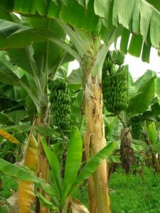 Un albero di banana, una pianta di frutta che produce un prodotto squisito TreeBanana! Gustoso alimento per tutti!