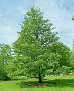 Questa foto mostra la meraviglia della natura un albero della vita che svetta nella sua maestosità con una ricca vegetazione circostante Qui si possono vedere una conifera, erba e altre piante selvatiche, oltre a una fauna varia e ricca che abita il bosco La vita, in tutte le sue forme, è rappresentata in questo spettacolare paesaggio allaperto