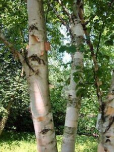 Il fascino della natura una betulla si staglia su un cielo di carta velina, mentre uno squalo si muove tra i colori della vita marina Una pianta e un albero accompagnano lanimale nel suo viaggio alla ricerca di un pesce