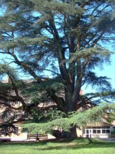 Questa immagine ritrae unimponente cedro atlante, una pianta conifera che fa parte della famiglia delle Pinaceae, un albero che può raggiungere unaltezza straordinaria ed è spesso impiegato come elemento ornamentale allaperto