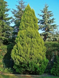 Questa immagine ritrae una lussureggiante Lawson Cypress, una specie di albero conifera che appartiene alla famiglia dei pini e degli abeti La vegetazione è una componente essenziale di un ecosistema sano e questa pianta è una magnifica testimonianza della bellezza naturale