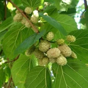Questa foto mostra una bacca di mirtillo nero su un gelso, un albero che produce frutta succosa e gustosa Le foglie verdi dellalbero forniscono un sfondo perfetto per i piccoli frutti scuri, invitando allassaggio Anche se il gelso ci ricorda di mordere con cautela, la sua bacca è un piacere che non possiamo resistere!