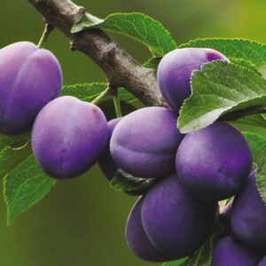 Immagine di un albero di prugno carico di frutta succosa unimmagine di abbondanza che simboleggia la produzione di mele, pere e prugne, lalimento prezioso che ci regala la natura