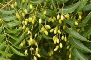 Un albero di neem erbaceo con foglie di un verde intenso che forniscono cibo e prodotti a milioni di persone Il neem produce oltre al suo caratteristico olio, anche frutti deliziosi come il mango La vegetazione di neem fornisce una straordinaria fonte di cibo e benessere allintera comunità