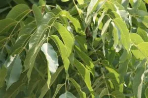 Un albero di noce americano, con frutti maturi e foglie verdi, producendo deliziose noci come cibo saporito e nutriente per la tua dieta di frutta e verdura