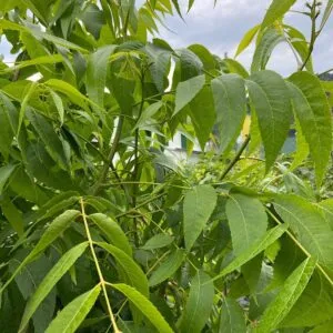 Unimmagine di un albero di noci pecan con una foglia intrecciata tra erbe e vegetazione, ricco di cibo e produttore di sapori deliziosi