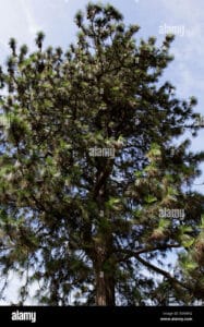 Questa immagine ritrae un magnifico albero di pino giallo con le sue lunghe foglie aghiformi La sua conifera rende lalbero una delizia per gli occhi La vegetazione circostante e il tronco dellalbero aggiungono allimmagine un tocco di bellezza unico Lasciatevi incantare dalla lucentezza e dal colore giallo delle foglie di questo albero di pino