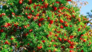 Una grande pianta di Taxus, un tipo di pino conifera che cresce comunemente nel sud degli Stati Uniti, che si staglia contro un bel cielo azzurro