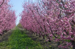 Un albero di prugno in fiore che si staglia contro uno sfondo di vegetazione allaperto, regalando unarmonia di colori della natura con la fioritura di ciliegio