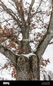 Scopri lincantevole albero arizona bianca con il suo tronco dalbero e le sue foglie colorate! Una pianta unica che regala uno spettacolo suggestivo di natura