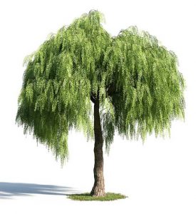Un falso pepe cresce su un salice, un albero conifero che forma una bellissima pianta