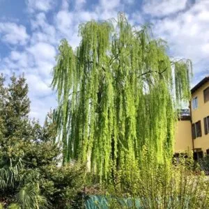 Questa fotografia mostra un salice nero con una grande foglia verde vibrante che rappresenta limponente albero e la ricca vegetazione che lo circonda Il salice nero è una delle specie di piante più affascinanti, con la sua elegante silhouette e le sue foglie che si agitano delicatamente nella brezza Questa foto è unincredibile aggiunta al tuo progetto o galleria!