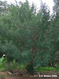 Questa fotografia mostra una pianta di BushConifera, una specie di albero di tasso, situato nel sud dellItalia Lalbero, che fa parte del paesaggio vegetale, è circondato da una fitta vegetazione di cespugli Una testimonianza della ricca biodiversità della nostra regione