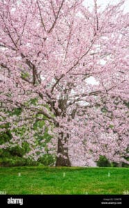 Questimmagine ritrae una magnifica vista di un albero di yoshino ciliegio in fiore La sua bellezza è accentuata dai petali delicati e dalle foglie verdi che circondano la pianta La vista del fiore di ciliegio è uno spettacolo unico, come se lerba intorno avesse assunto una sfumatura rosata Unimmagine indimenticabile!