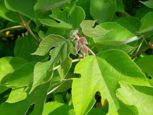Una carta gelata con un foglia di una pianta erbacea di colore verde, forse un albero di quercia o di tiglio, con un fiore che spunta dalla parte superiore