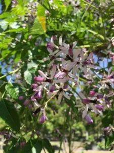 Questa immagine mostra un albero medicinale ricco di vegetazione erbacea, con un fiore dai tanti petali e dai colori brillanti Una pianta che cresce rigogliosa in mezzo alla natura, unoasi di verde in cui possiamo trovare erbe preziose Unimmagine che incanta e riempie di energia e di speranza