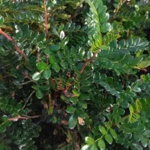 Questa immagine ritrae un albero miracoloso che cresce tra una lussureggiante vegetazione La sua corteccia è ricca di foglie di Astragalo di un verde brillante I suoi rami sono ornati dai vivaci fiori di PetalPianta dai petali colorati Una visione che, con la sua bellezza, rapisce lo sguardo