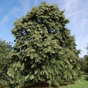 Questa immagine mostra un tiglio di Redmond, un albero di quercia con una folta vegetazione Lalbero è scemato, con una chioma di foglie, rami e foglie che si estendono ai lati Una bella vista di una pianta che è una testimonianza di un ecosistema forte e sano