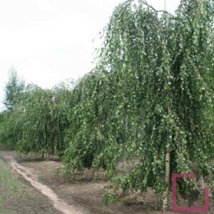Questa immagine mostra un esemplare di Betulla Youngii, una pianta di albero dalla vegetazione particolarmente robusta, ideale per vivere in ambienti climatici estremi