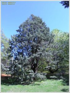 Un albero di abete dolce, una conifera dal tronco robusto e dalle foglie aghiformi che si erge imponente fra la vegetazione circostante, ricordando a tutti che la natura è una forza incredibile da ammirare e rispettare
