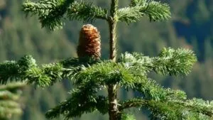 Questa immagine mostra un abete dolce, una pianta appartenente alla famiglia delle conifere Si tratta di un albero simbolo di vegetazione rigogliosa, caratterizzato da una chioma verde e da un tronco robusto Unimmagine che rappresenta in modo adeguato la bellezza della natura