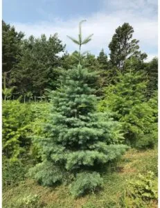 Questa immagine mostra un bellissimo Colorado Spruce piantato in una foresta allaperto La vegetazione di alberi di pino e abete offre uno spettacolo di bellezza unico che ci ricorda lincredibile bellezza della natura