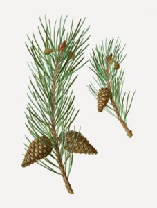 Immagine di un pino silvestre, una SprucePianta, un albero conifero e un abete rosso una rappresentazione unica di bellezza e forza Questa immagine ricorda la grandezza e la forza di una SprucePianta, una pianta di abete rosso e un albero conifero come un pino silvestre Una visione straordinaria della natura in tutta la sua meraviglia