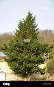Una persona in mezzo alla vegetazione di un albero di Cedro Rosso, un tipo di abete conifera che ricorda il profumo del pino