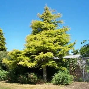 Questa immagine ritrae una pianta di Deodar Cedro, un albero conifera della famiglia degli abeti, in un vaso Il Deodar Cedro è una varietà di larice che cresce in molte regioni del mondo Il suo tronco è duro e resistente e i suoi aghi sono di un verde intenso