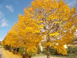 Un albero tiglio amato che si staglia nella vegetazione autunnale, con una fuga dacero che illumina il paesaggio Una pianta che porta con sé ricordi e memoria