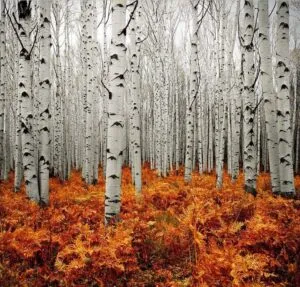 Un amore puro cresce come un albero, con le sue foglie che ondeggiano al vento dellautunno La foresta circondata da una vegetazione lussureggiante ci regala un paesaggio di architetture e edifici Una foresta pianta è cresciuta con devozione per creare unoasi di pace