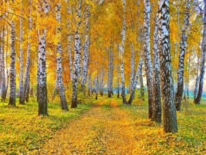 Un autunno pieno damore una pianta che si erge fiera come un albero, simbolo di un amore puro e incondizionato