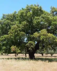 Un albero di tiglio soapberry tra le mani di un medico una cura accurata, unanalisi dettagliata e un rimedio efficace per la salute