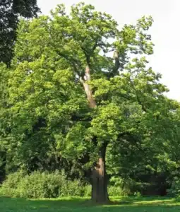 Un albero di tiglio soapberry tra le mani di un medico una cura accurata, unanalisi dettagliata e un rimedio efficace per la salute