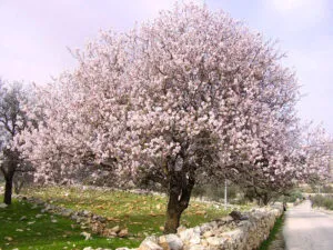 Questa foto mostra un mandorlo ancestrale in fiore, con una vivace vegetazione che circonda una bellissima pianta di ciliegio Unimmagine che ritrae lincredibile bellezza della natura in tutta la sua magnificenza!
