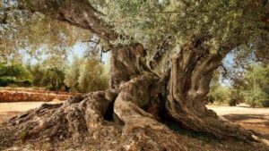 Questa foto mostra un olivo antico, un simbolo di forza e di resilienza, che si erge maestoso nel mezzo di un boschetto, circondato da una folta vegetazione La natura offre uno spettacolo mozzafiato, con limmenso tronco dellalbero che emerge dalla foresta, come unantica sentinella che domina lambiente circostante