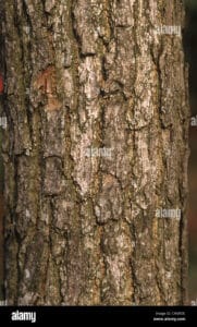 Questa immagine ritrae un albero di sassafras con le sue foglie verdi e profumate Si può vedere chiaramente il tronco dellalbero con le sue radici che si estendono sotto terra Una pianta meravigliosa che cresce in modo naturale e offre una grande bellezza