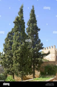Un cipresso italiano robusto e maestoso che si erge tra gli edifici di una tipica architettura toscana questa pianta simboleggia la forza e la bellezza delle conifere come abete e pino