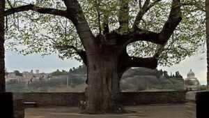 Questa immagine mostra una quercia secolare che si erge su una collina con un antico monastero intagliato nel tronco dellalbero Uno scenario incantevole che evoca lessenza di un antico albero magico Una pianta che da secoli ospita un edificio ricco di storia ed architettura