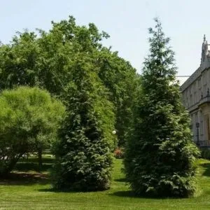 Questimmagine ci mostra una scena unica un edificio realizzato con una conifera rossocedro, che si erge orgogliosamente in mezzo alla vegetazione circostante Si tratta di un abete, una pianta in grado di creare una meravigliosa architettura naturale, dando al paesaggio un tocco di bellezza