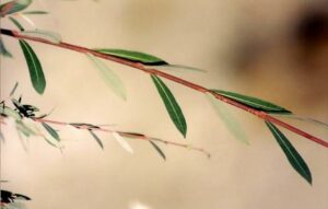 Questo scatto ritrae un salice rosso, lalbero simbolo della RootFoglia Si può ammirare un germoglio in fiore, un petalo circondato da una vegetazione lussureggiante Un arco naturale di erba si staglia sullo sfondo, a ricordarci che tutto ha radici