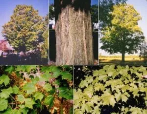 Questa fotografia ritrae nel suo splendore la natura incontaminata Limmagine ci mostra un bosco ricco di vegetazione, in cui spiccano alcuni alberi di quercia e tiglio Un ruscello dacqua trasparente scorre tra i tronchi, con una cascata di zucchero dacero che fa da sfondo Una visione idilliaca di un boschetto incontaminato, che ci ricorda quanto sia importante preservare la natura