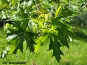 Un albero di acero dargento con foglie di quercia, sicomoro e betulla che si allungano verso il cielo nella foschia dellalba