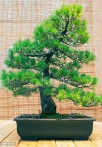Una pinus pinea, una felce e una pianta in vaso un incantevole bonsai conifera, un vero e proprio albero in miniatura