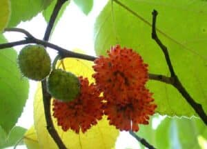 Unimmagine che ritrae una carta gelata con un albero di quercia e un tiglio che si alternano, le foglie e i fiori di Annonaceae che creano un suggestivo mosaico di colori, con la frutta che matura in una scena erbacea